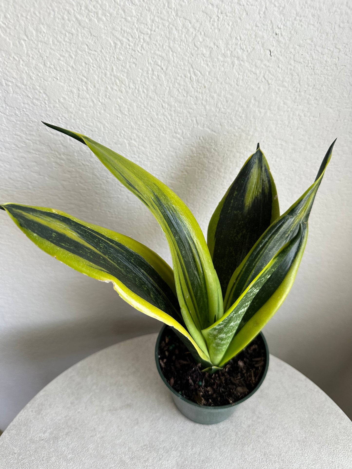 4" La Rubia Snake Plant