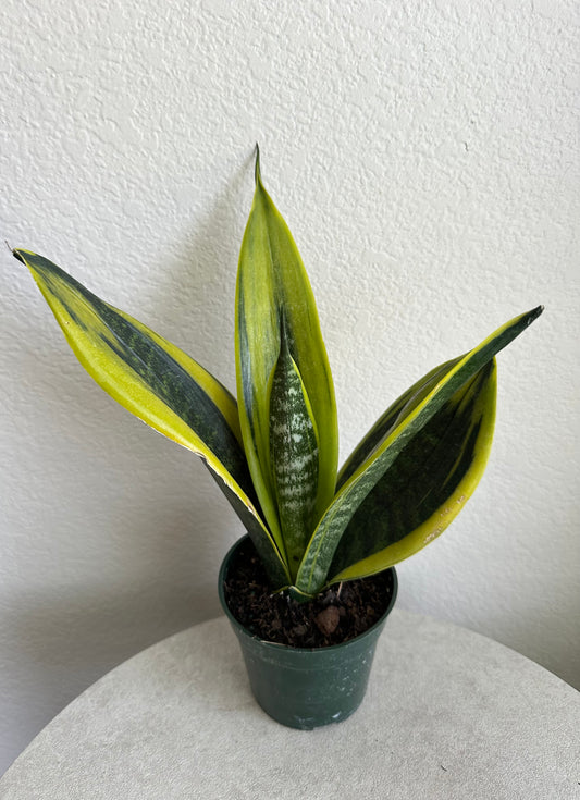 4" La Rubia Snake Plant