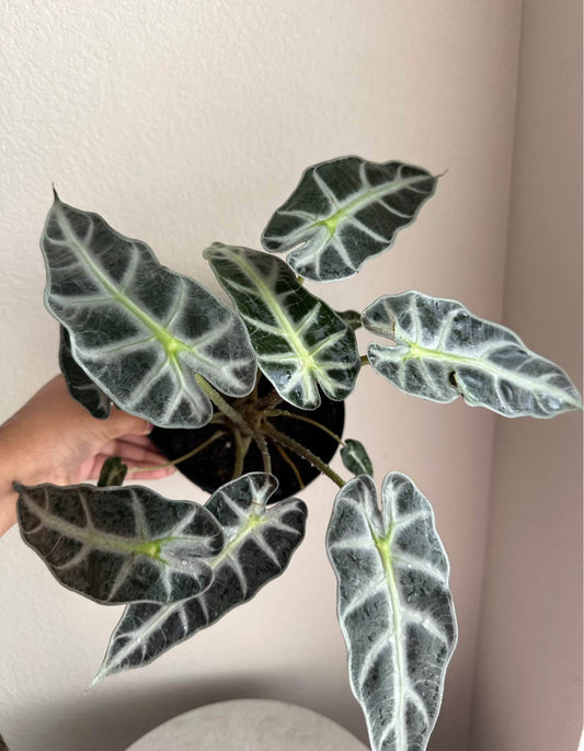 6" Alocasia Bambino