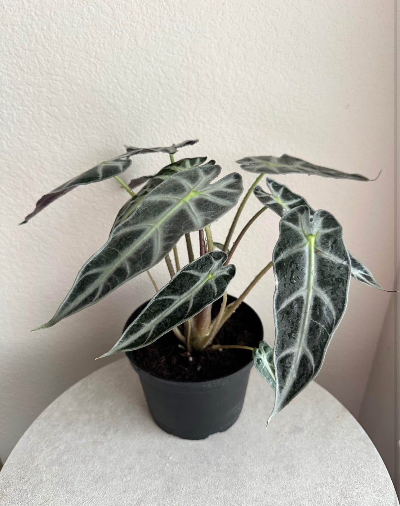 6" Alocasia Bambino