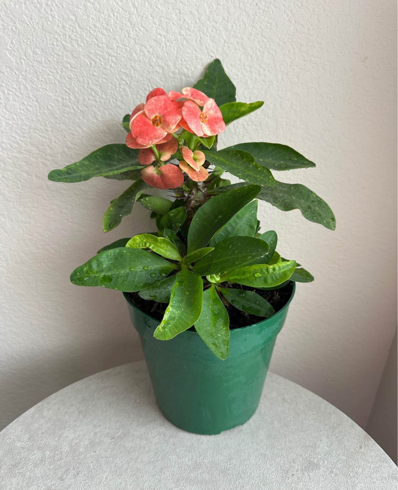 6" Crown of Thorns