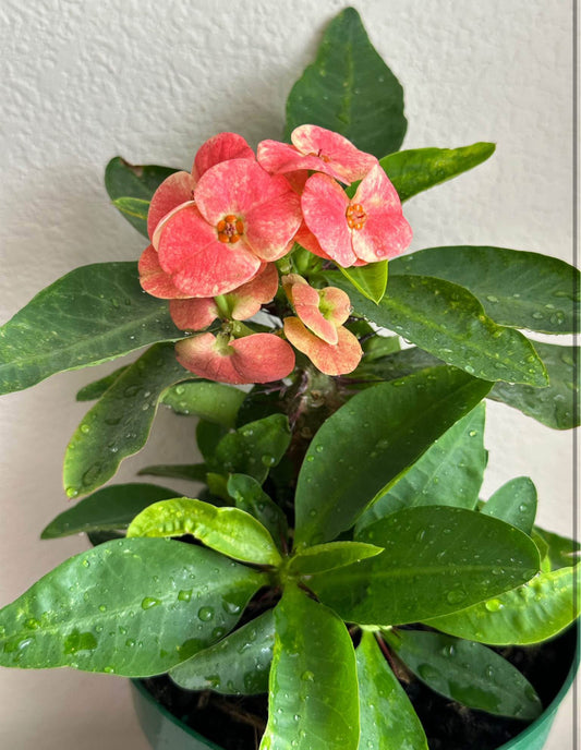 6" Crown of Thorns