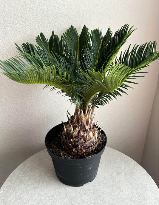 6" Sago Palm