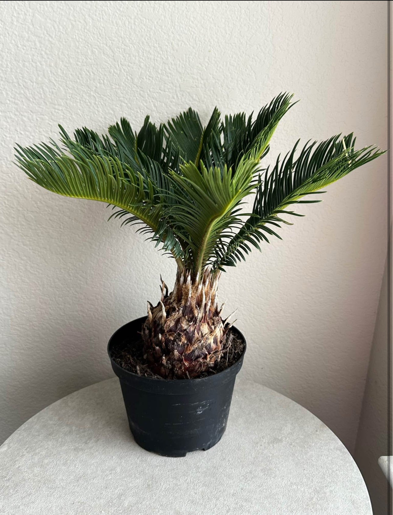 6" Sago Palm