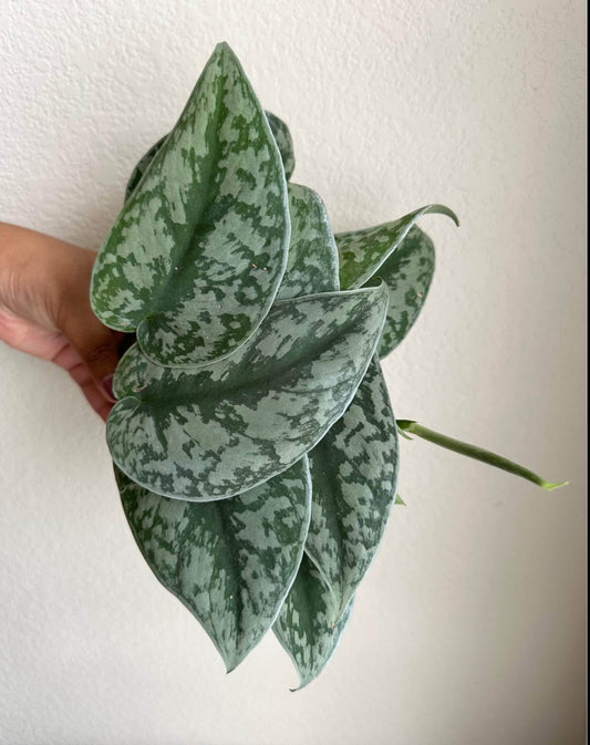 4" Scindapsus Pictus 'Exotica'