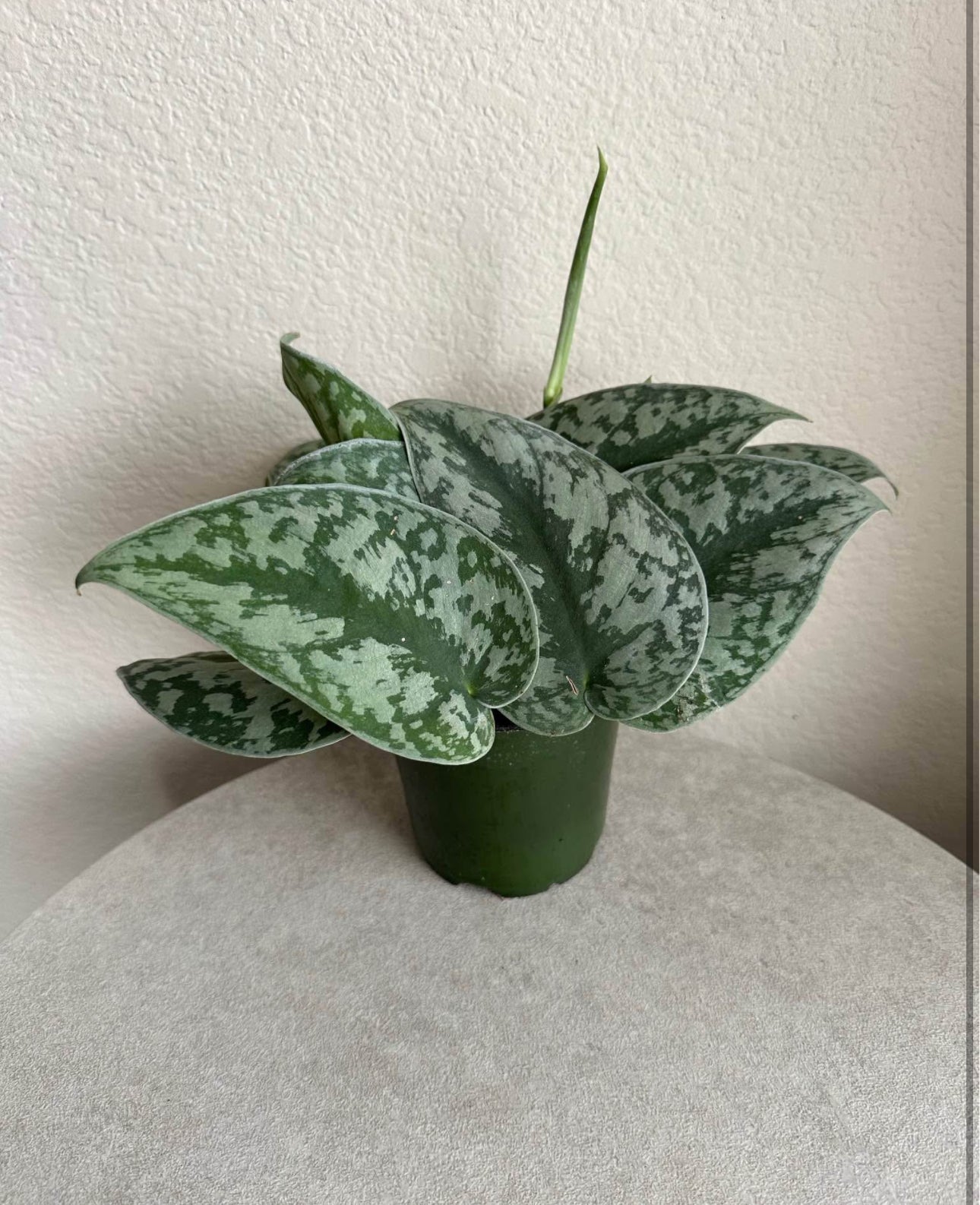 4" Scindapsus Pictus 'Exotica'