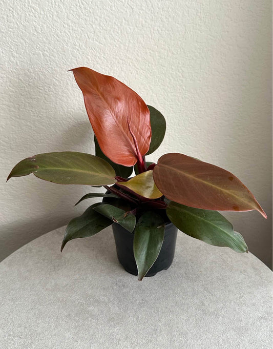 4" Philodendron Red Cherry