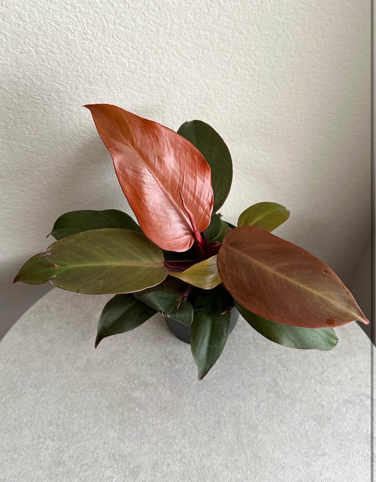 4" Philodendron Red Cherry