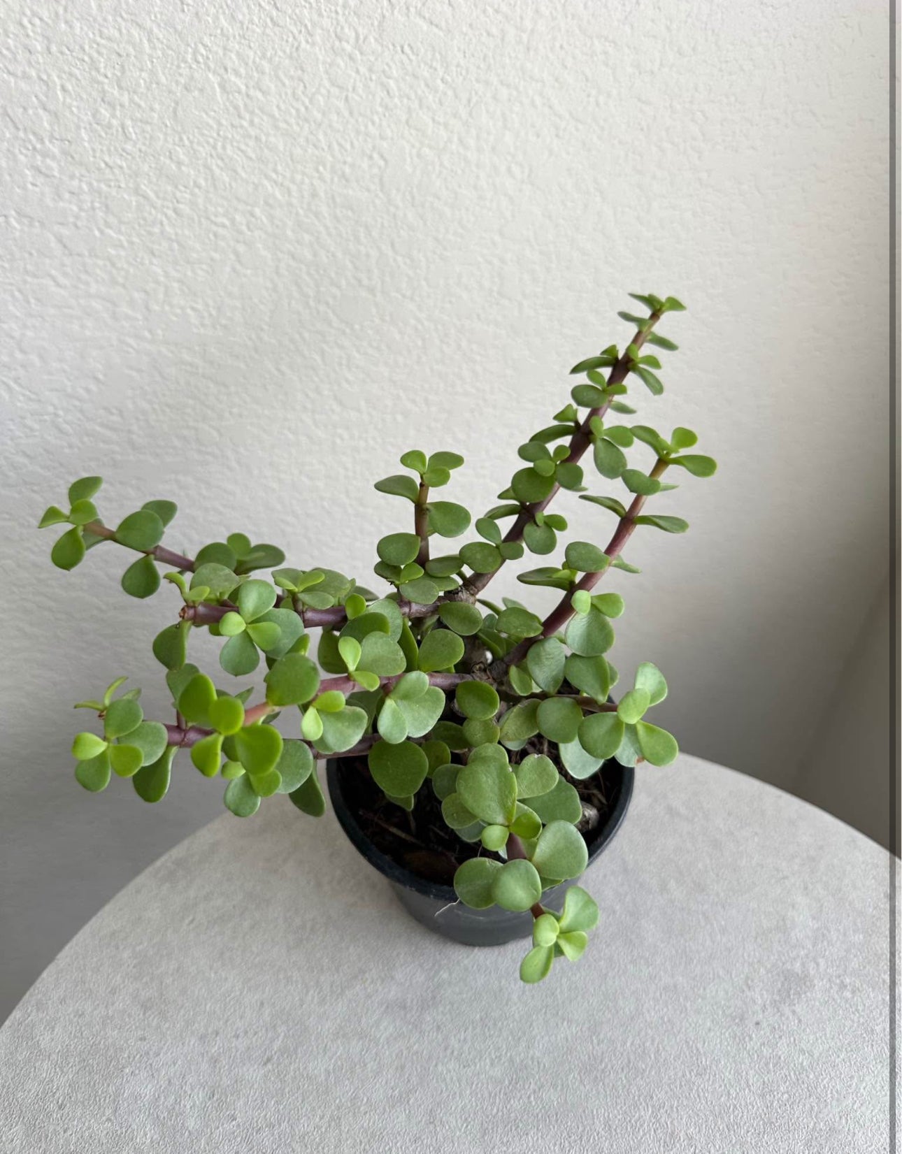 4" Portulacaria Afra (Elephant Bush)