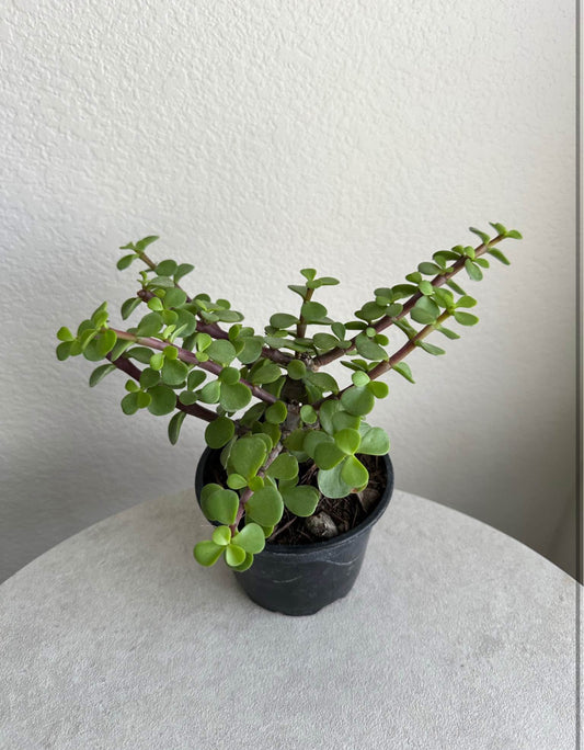 4" Portulacaria Afra (Elephant Bush)