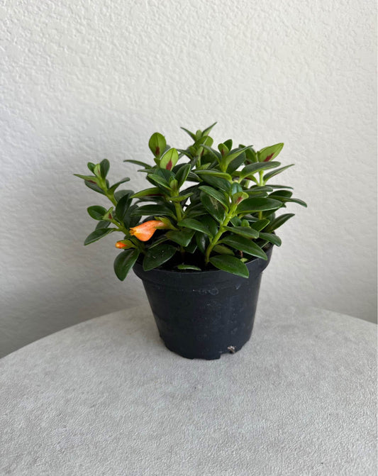4" Goldfish Plant