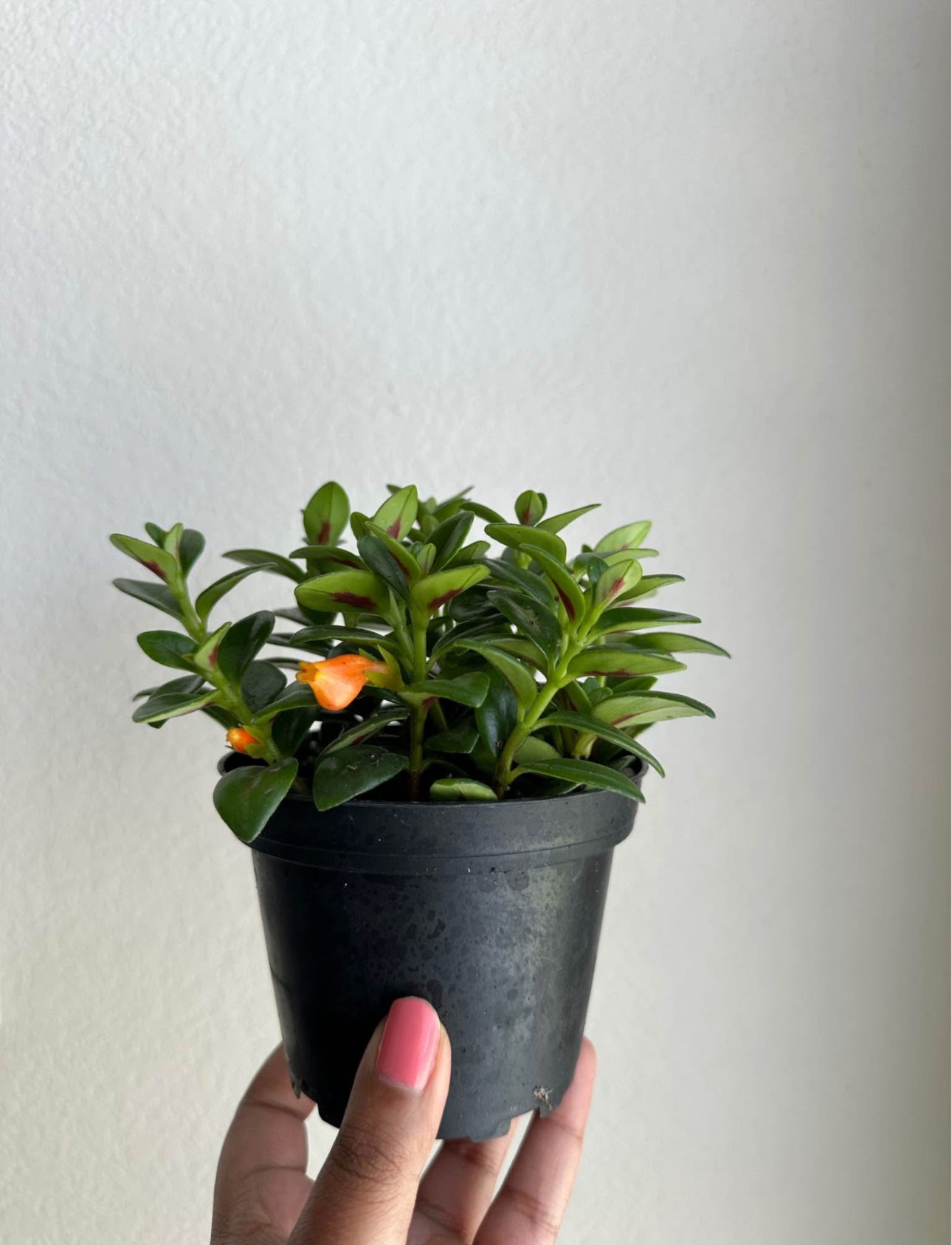4" Goldfish Plant