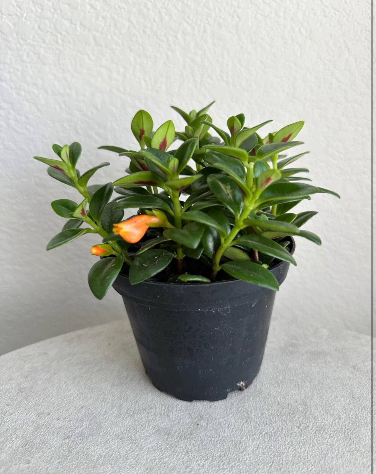 4" Goldfish Plant