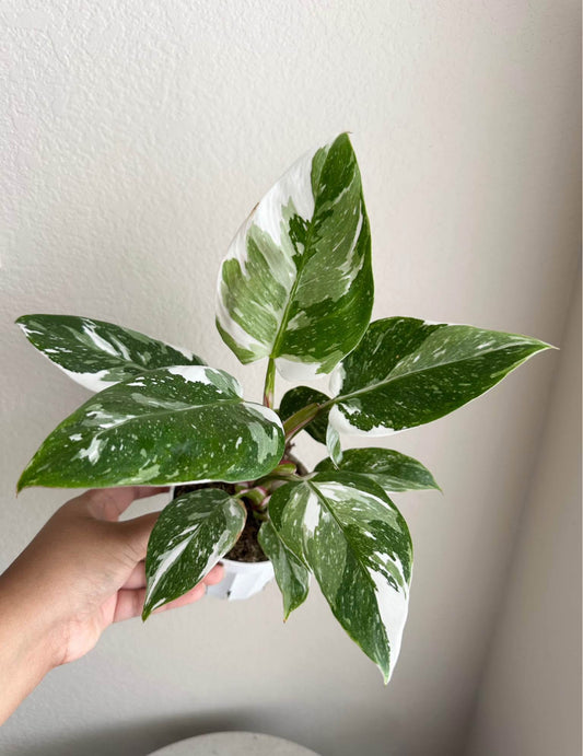 4" Philodendron White Princess