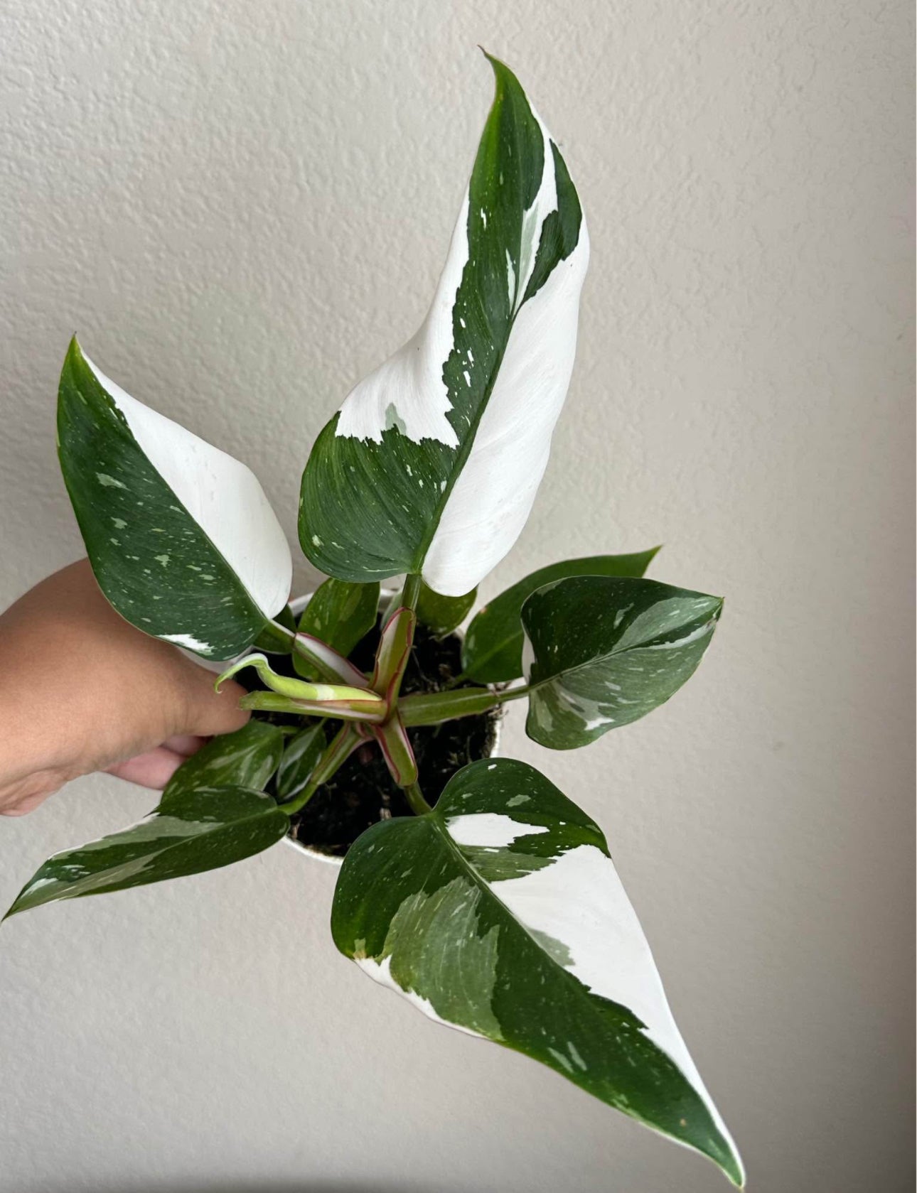 4" Philodendron White Princess