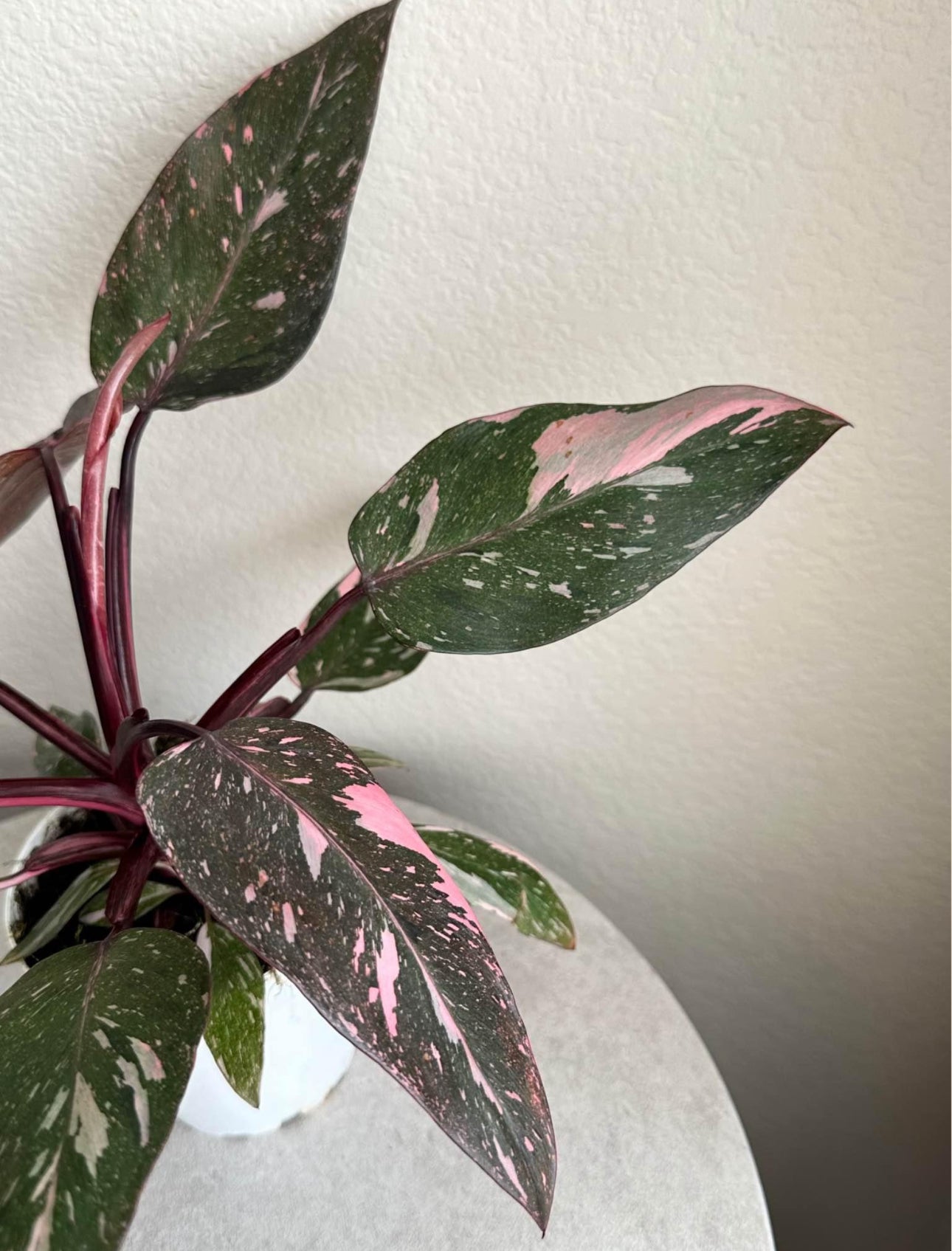 4' Philodendron Pink Princess