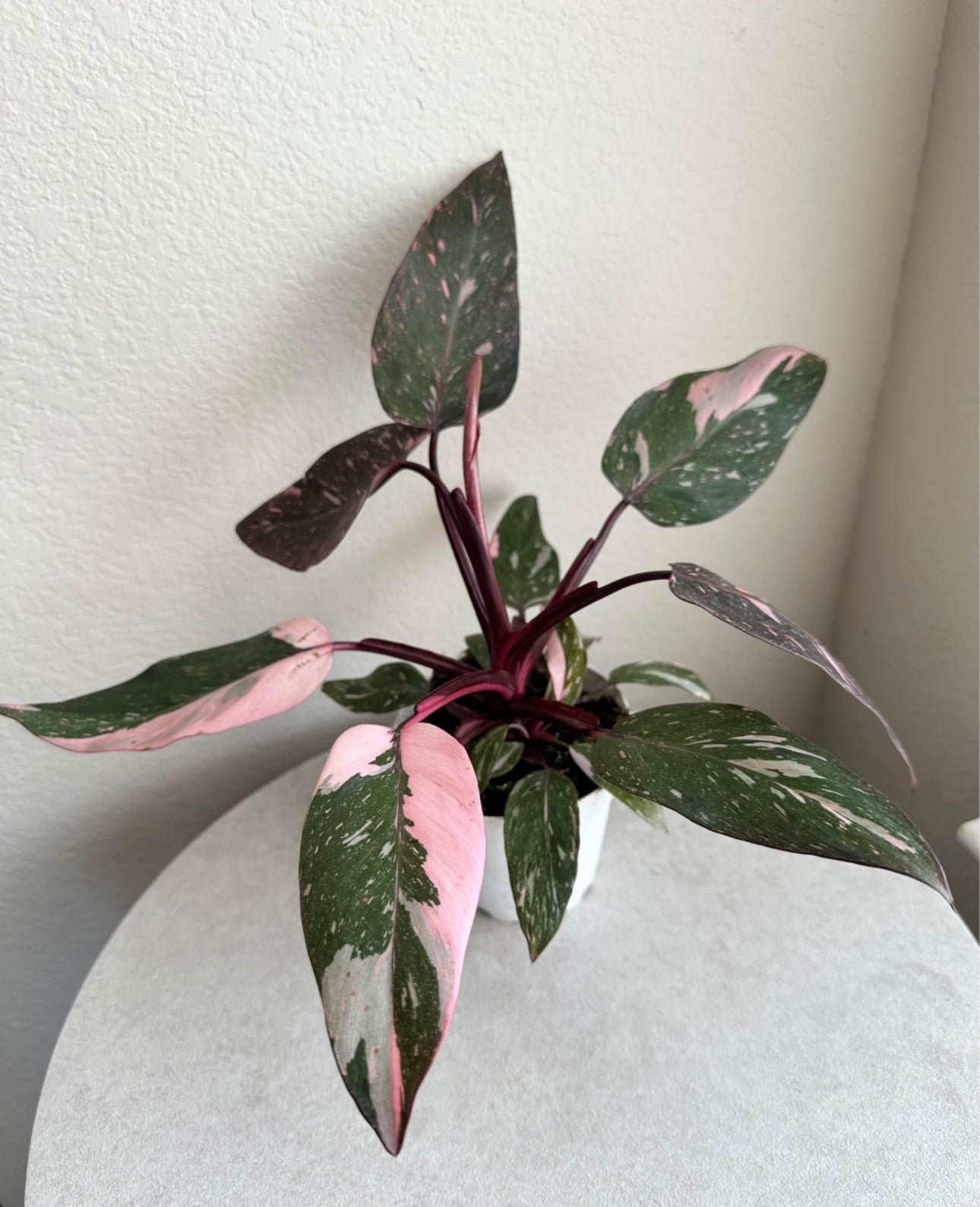 4' Philodendron Pink Princess