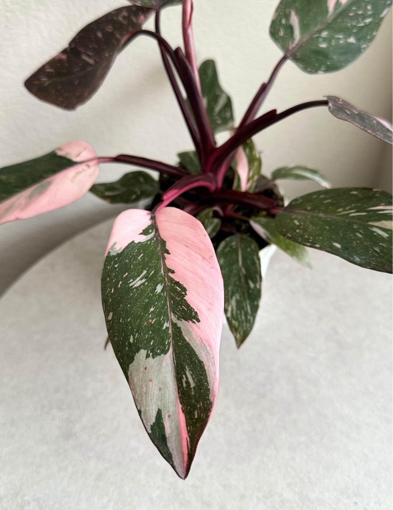 4' Philodendron Pink Princess