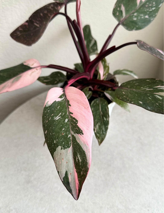 4' Philodendron Pink Princess