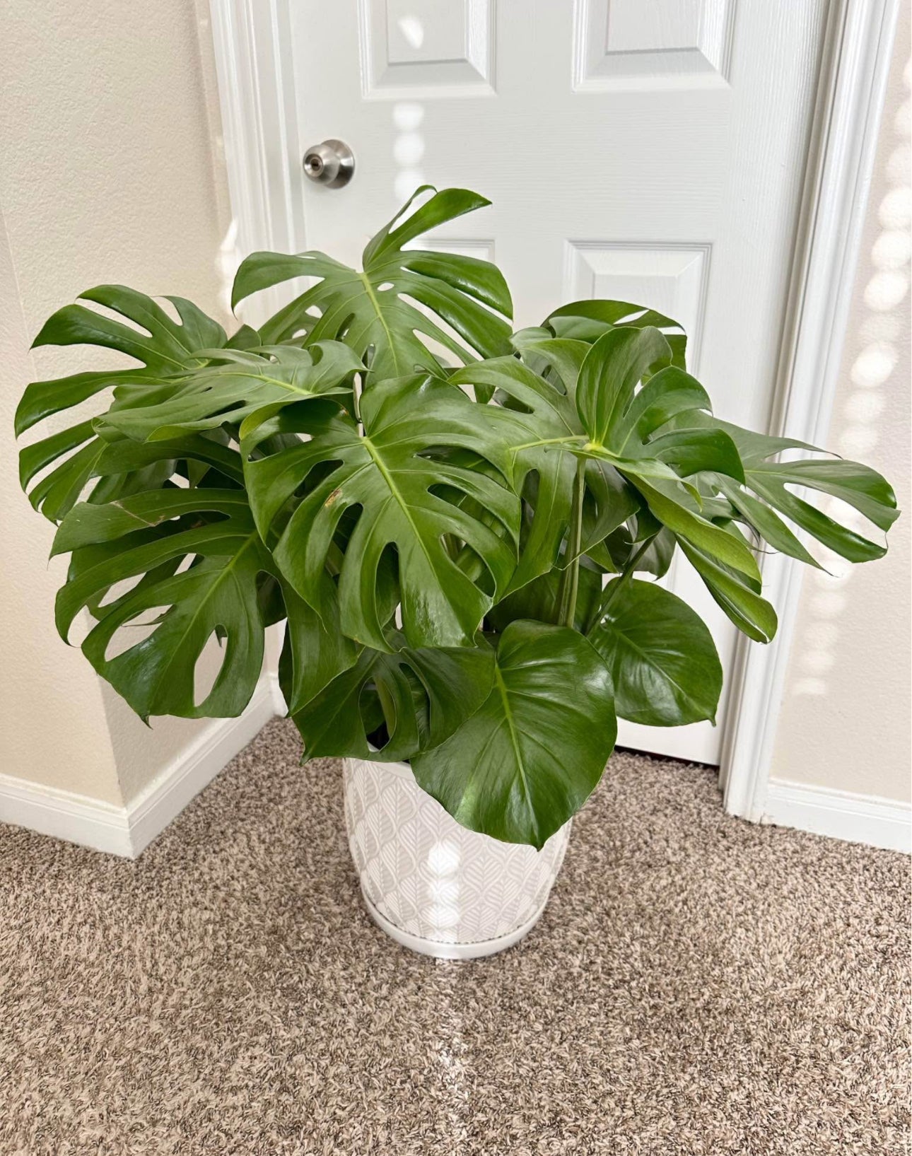 10" Monstera Deliciosa