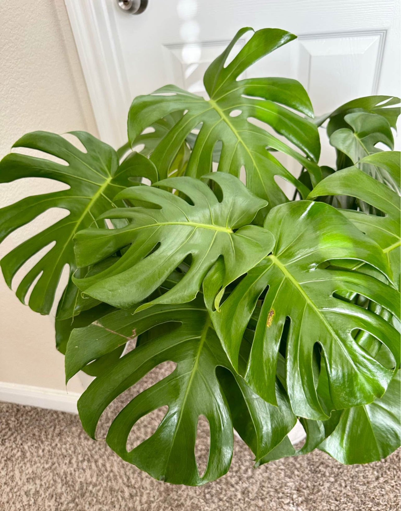 10" Monstera Deliciosa