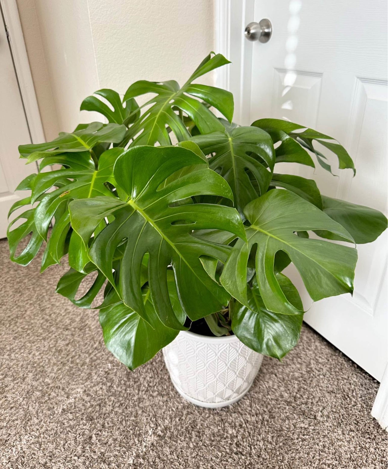 10" Monstera Deliciosa