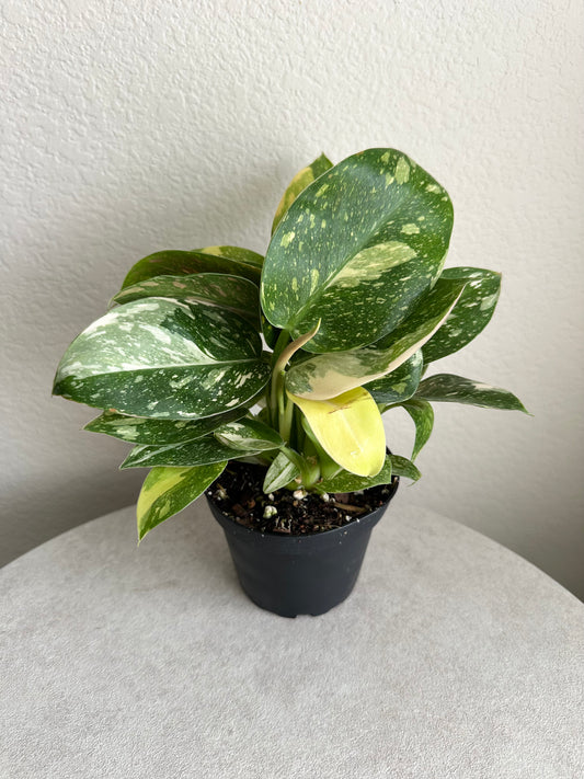 4" Philodendron Green Congo Nuclear