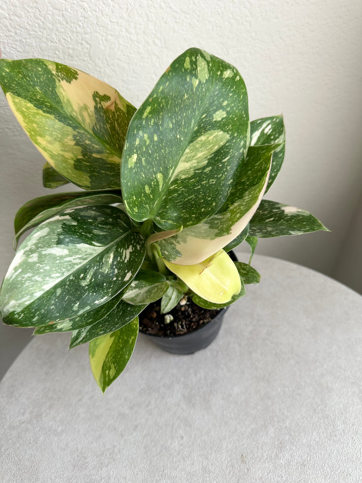 4" Philodendron Green Congo Nuclear