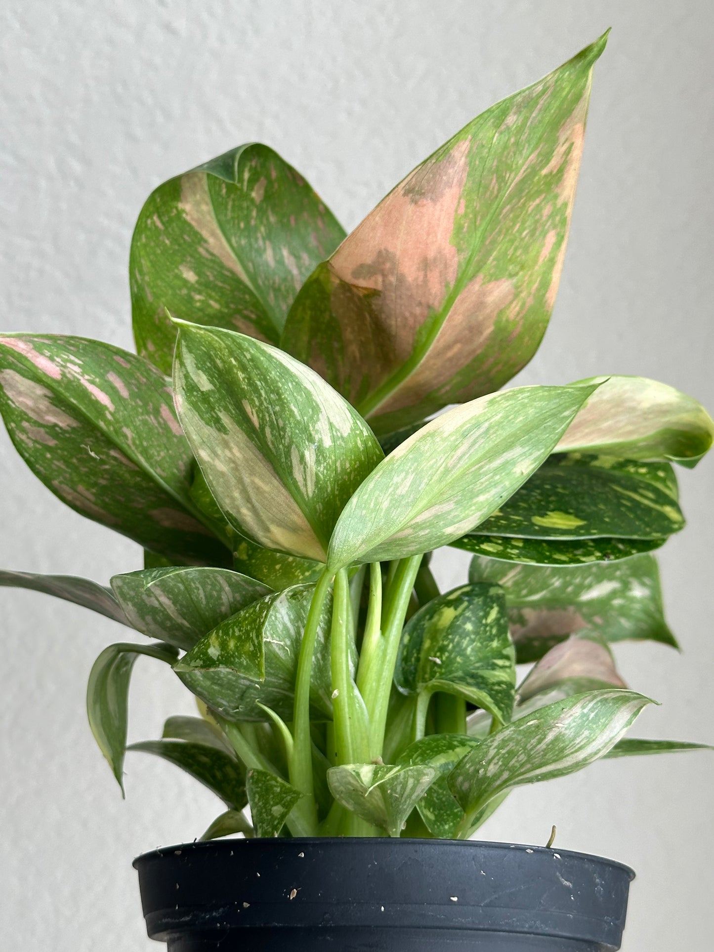 4" Philodendron Green Congo Nuclear