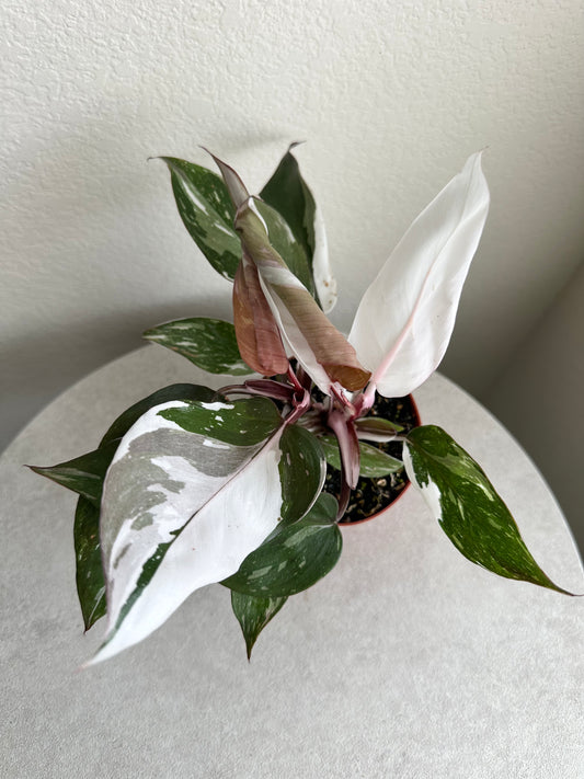 4" Philodendron Red Anderson