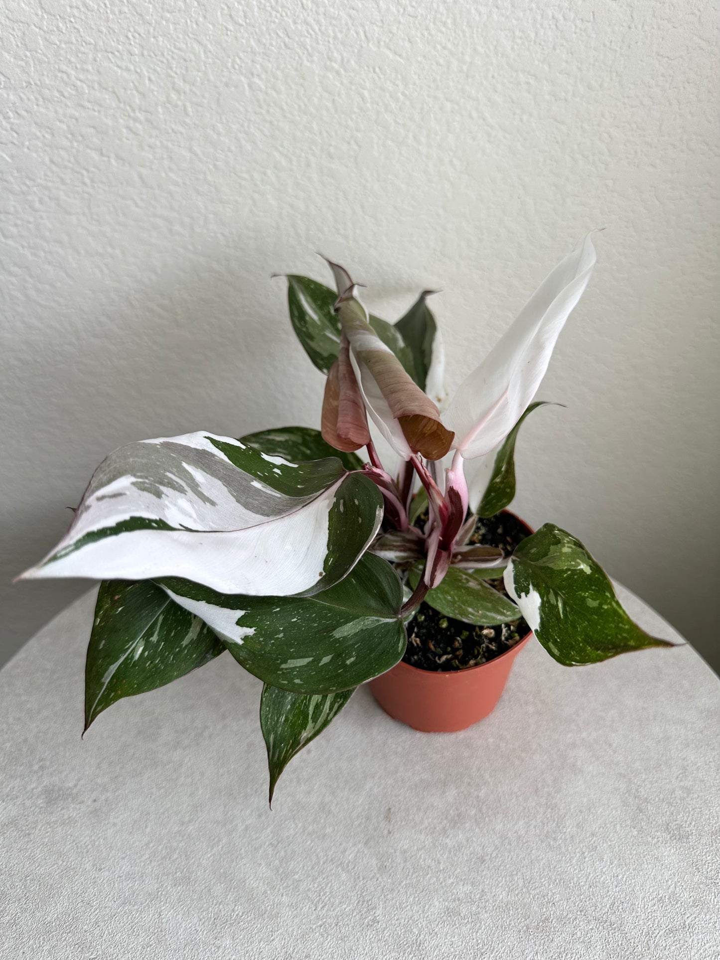 4" Philodendron Red Anderson