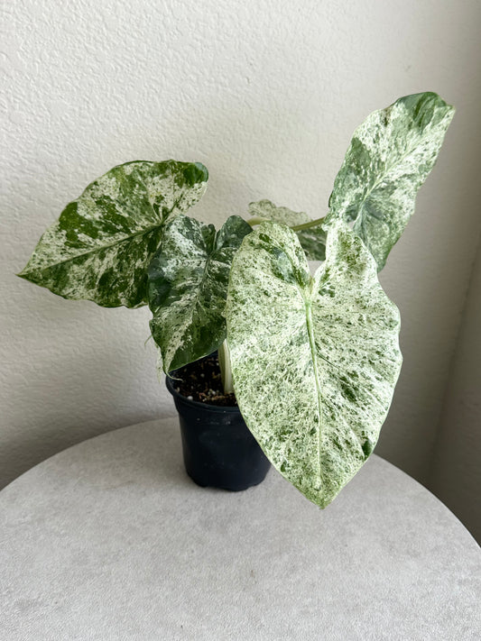 4" Alocasia 'Odora Batik'