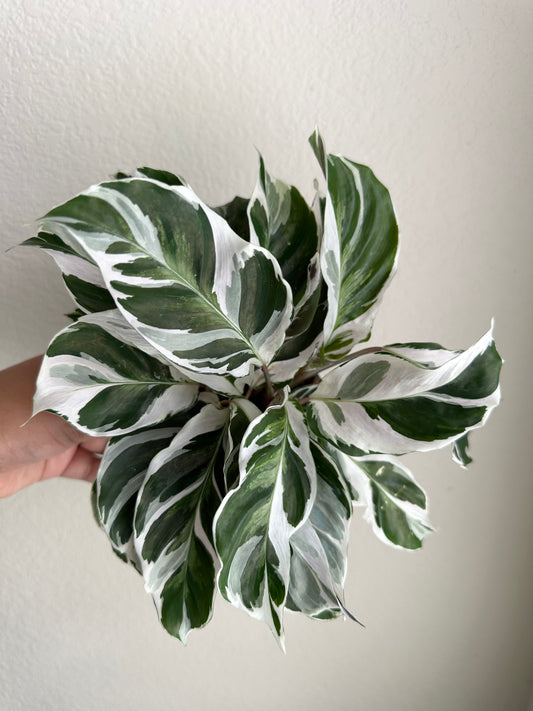4" Calathea White Fusion