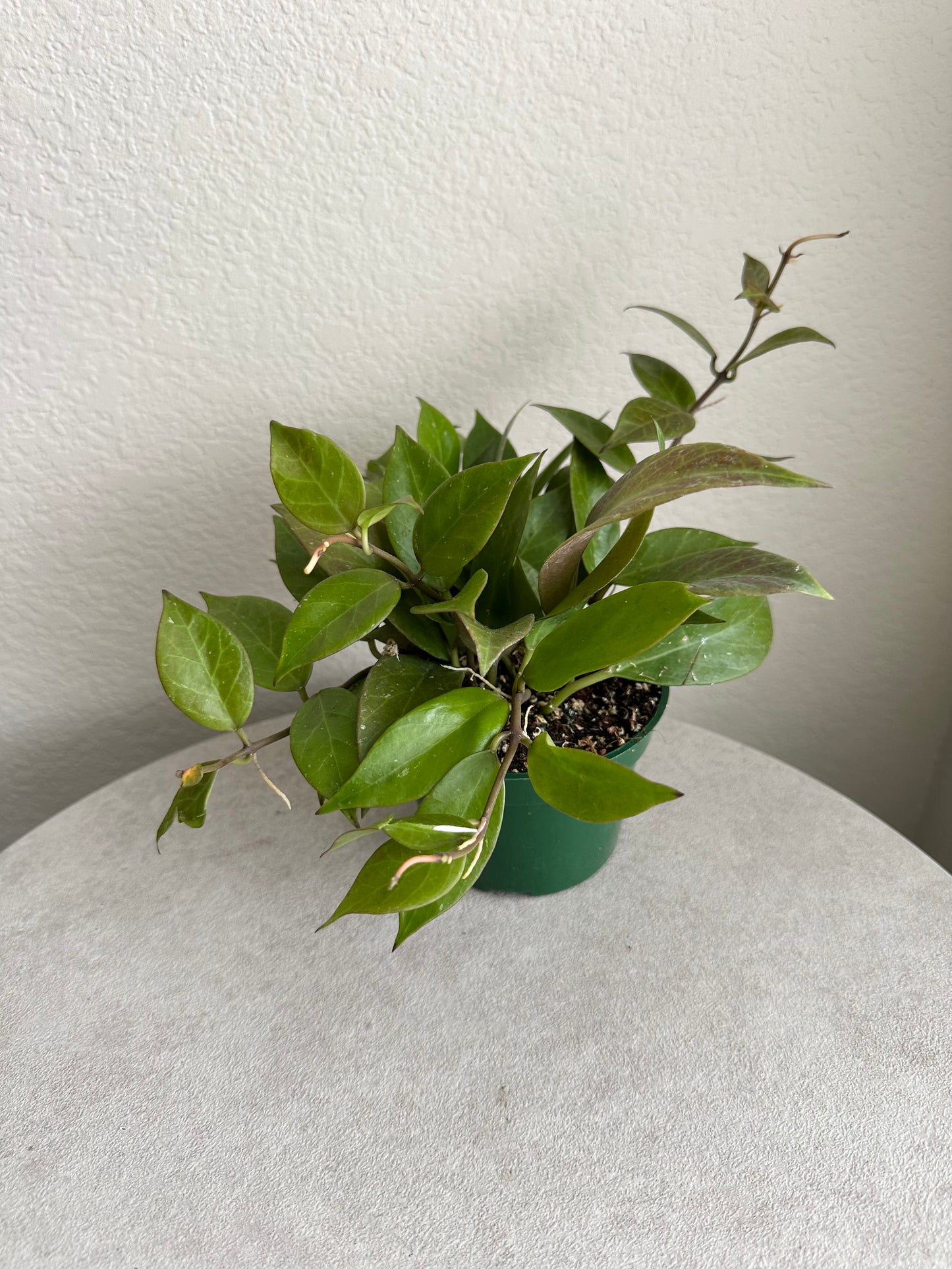 4" Hoya Sunrise