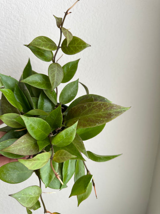4" Hoya Sunrise