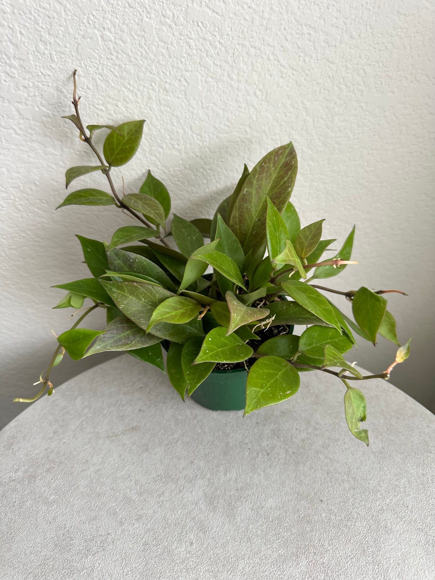 4" Hoya Sunrise