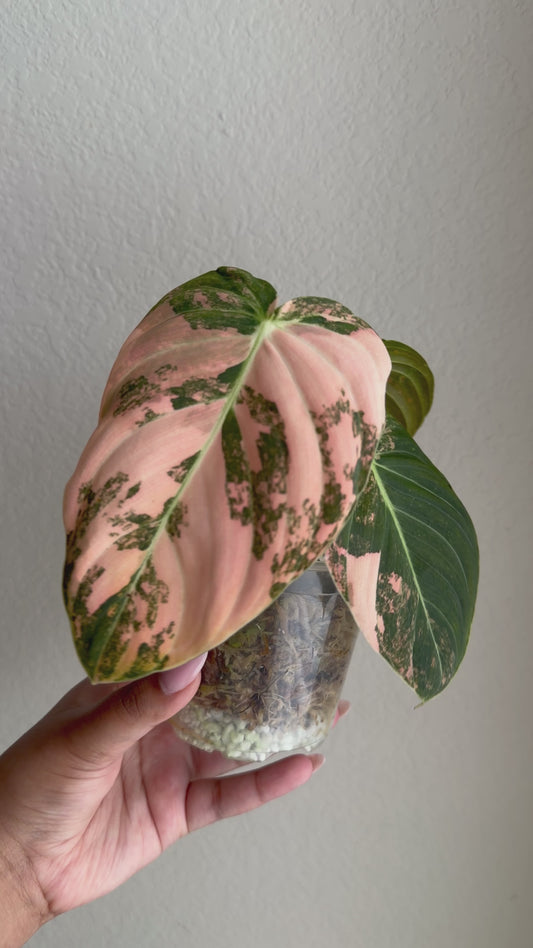 Rare Philodendron Melanochrysum Orange Variegated