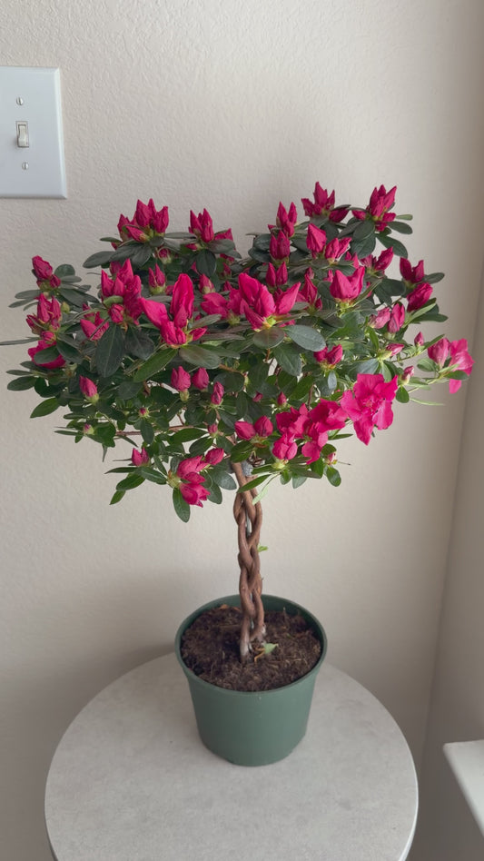 6” Braided Azalea Tree