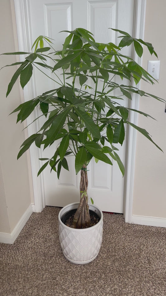 10” Braided Money Tree